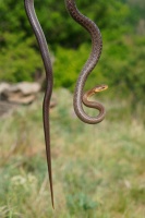 Uzovka stromova - Zamenis longissimus - Aesculapian Snake o0017